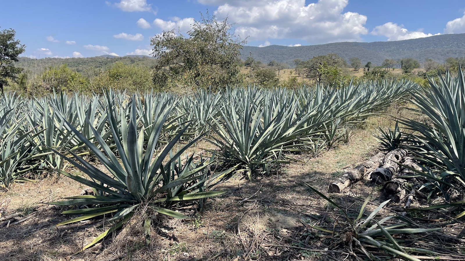 Compensa en tierra que puedes señalar y recibe mezcal