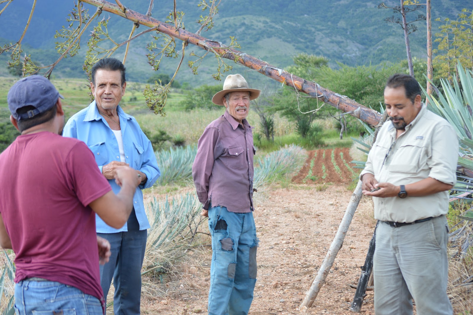Técnicos de Gavé y miembros de la comunidad revisando juntos una parcela de agave