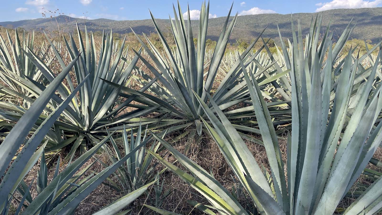 Tanchachín — Huasteca Potosina, SLP