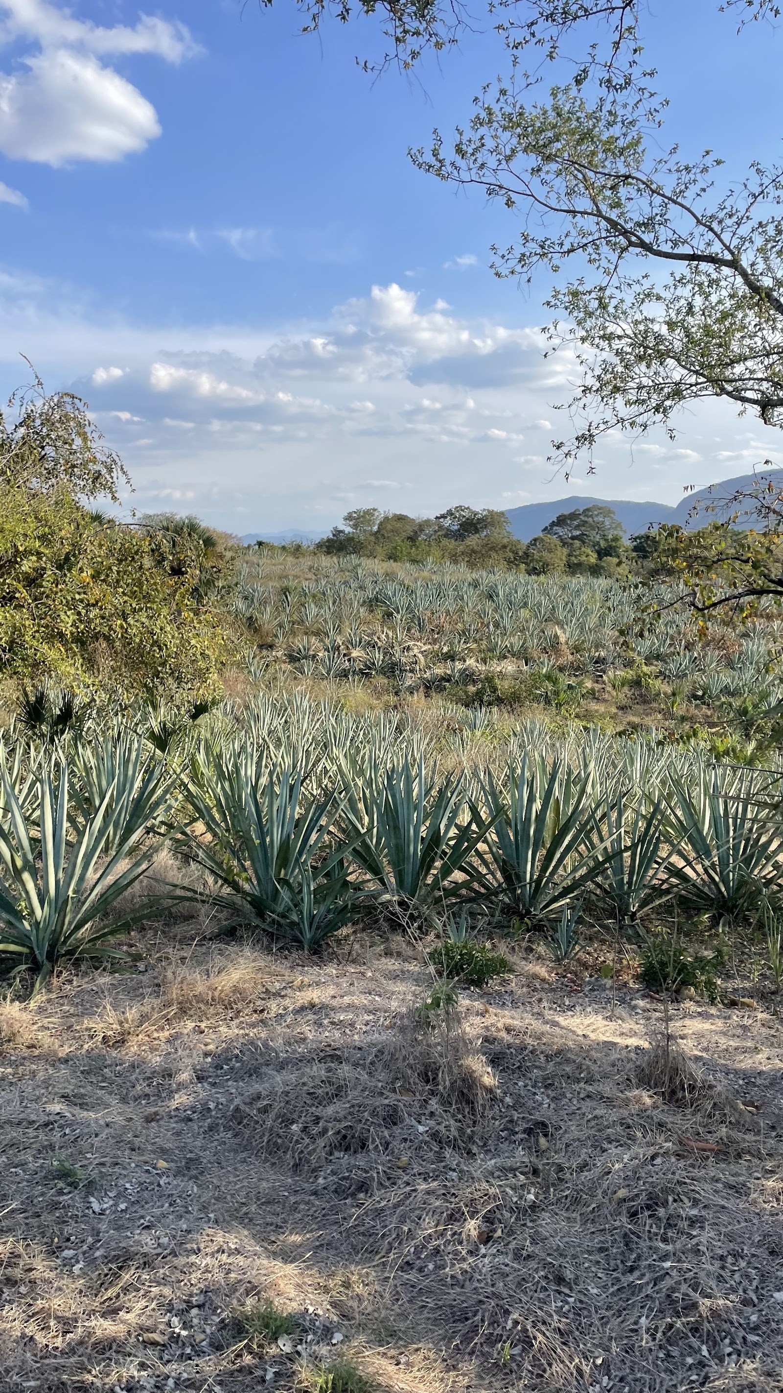 Plantación panorámica de agave espadín en la Huasteca Potosina
