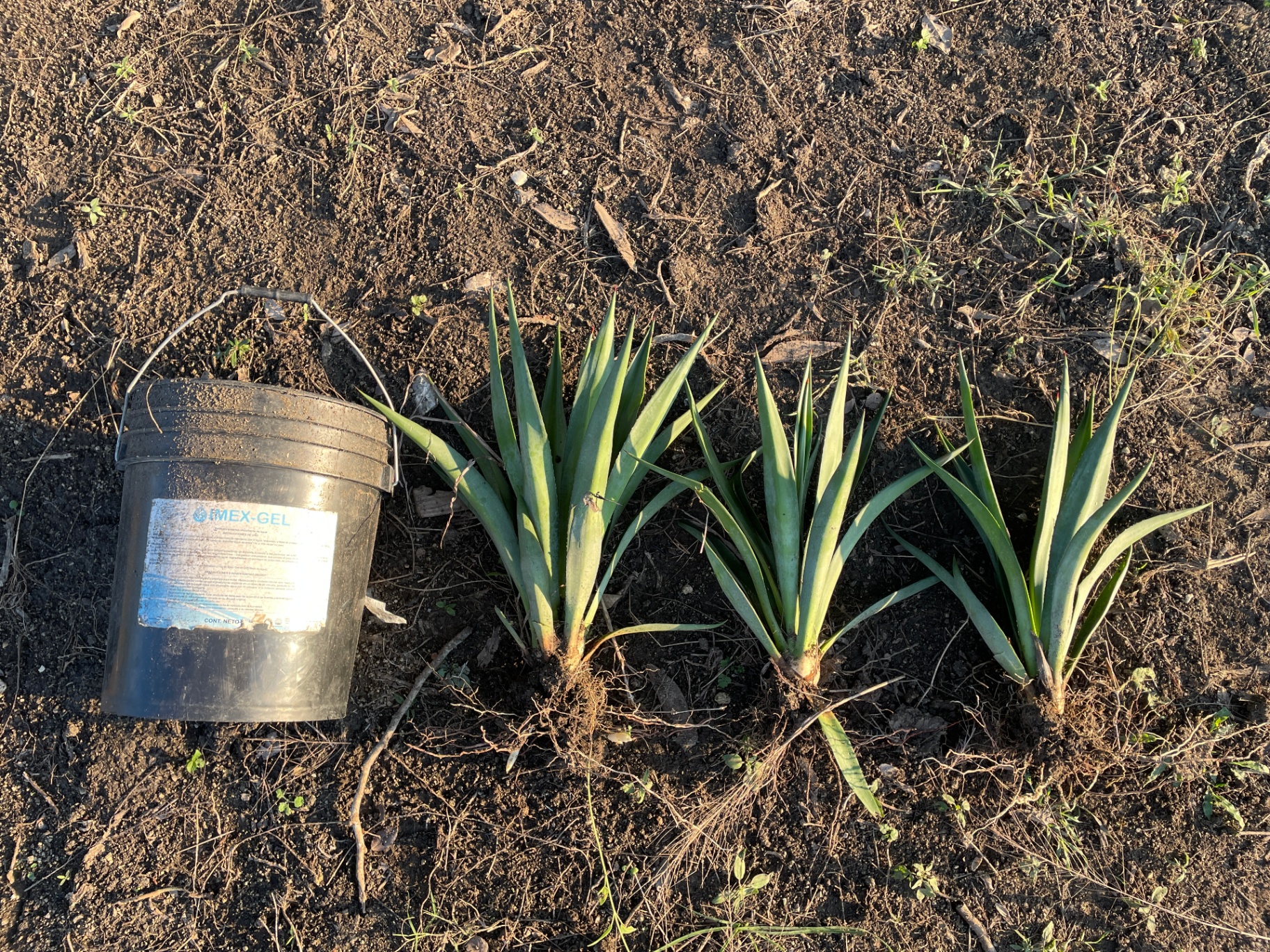 Hijuelo de agave espadín 1