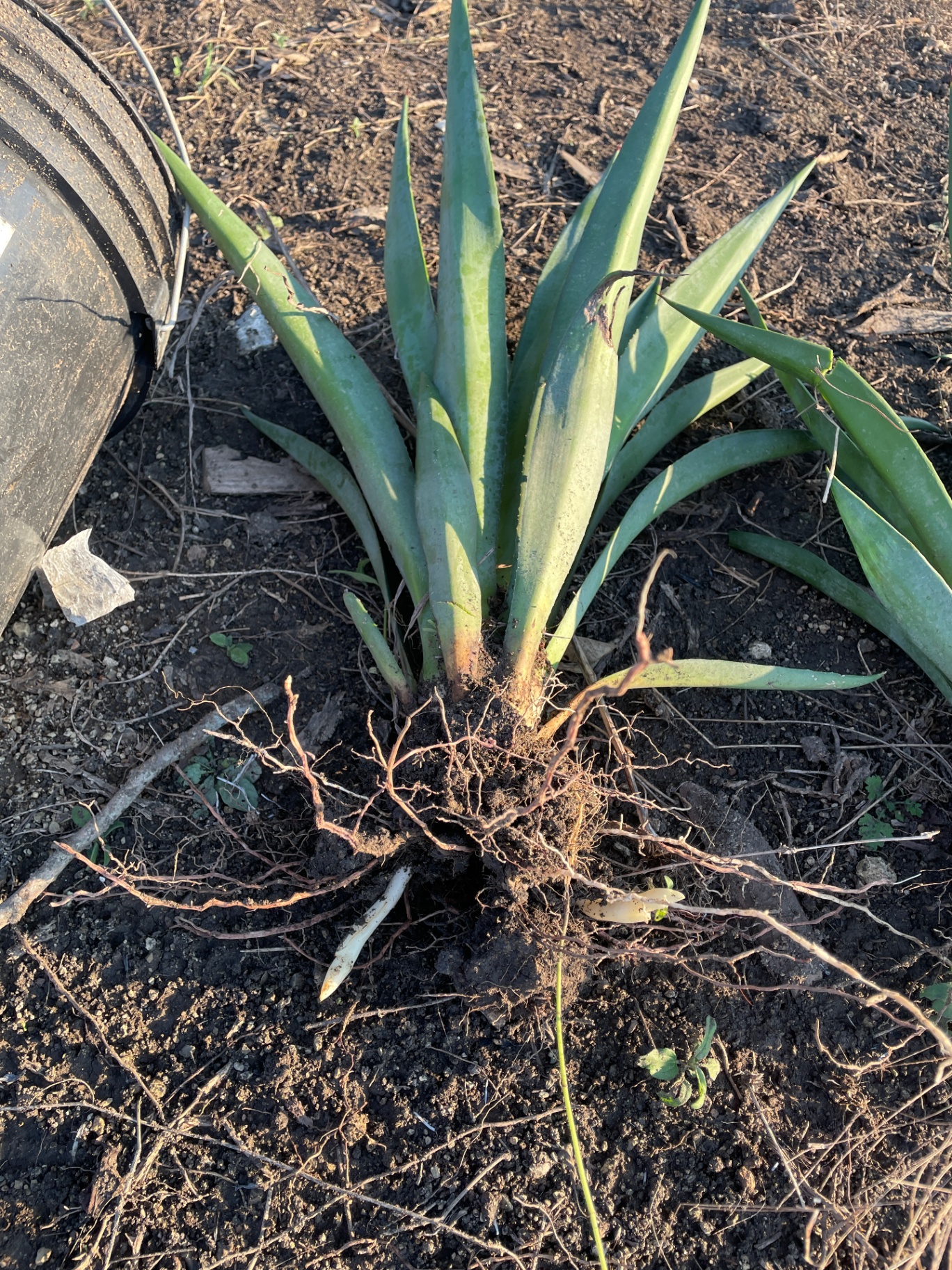 Hijuelo de agave espadín 2