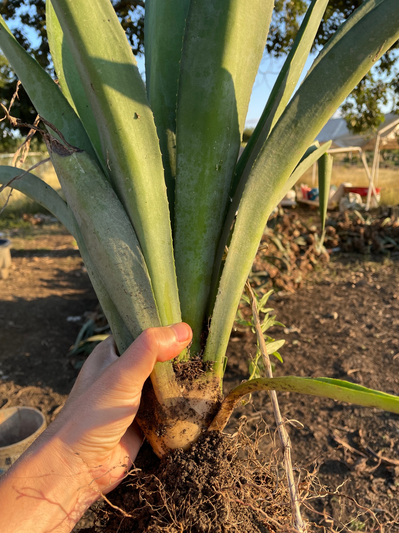 Hijuelo de agave espadín 4