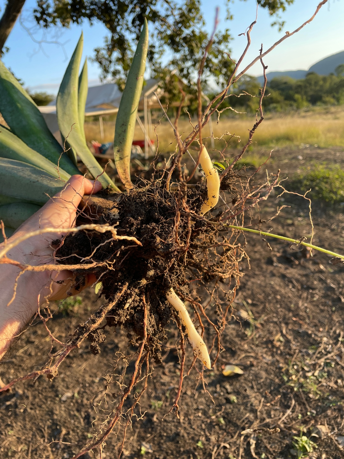 Hijuelo de agave espadín 3