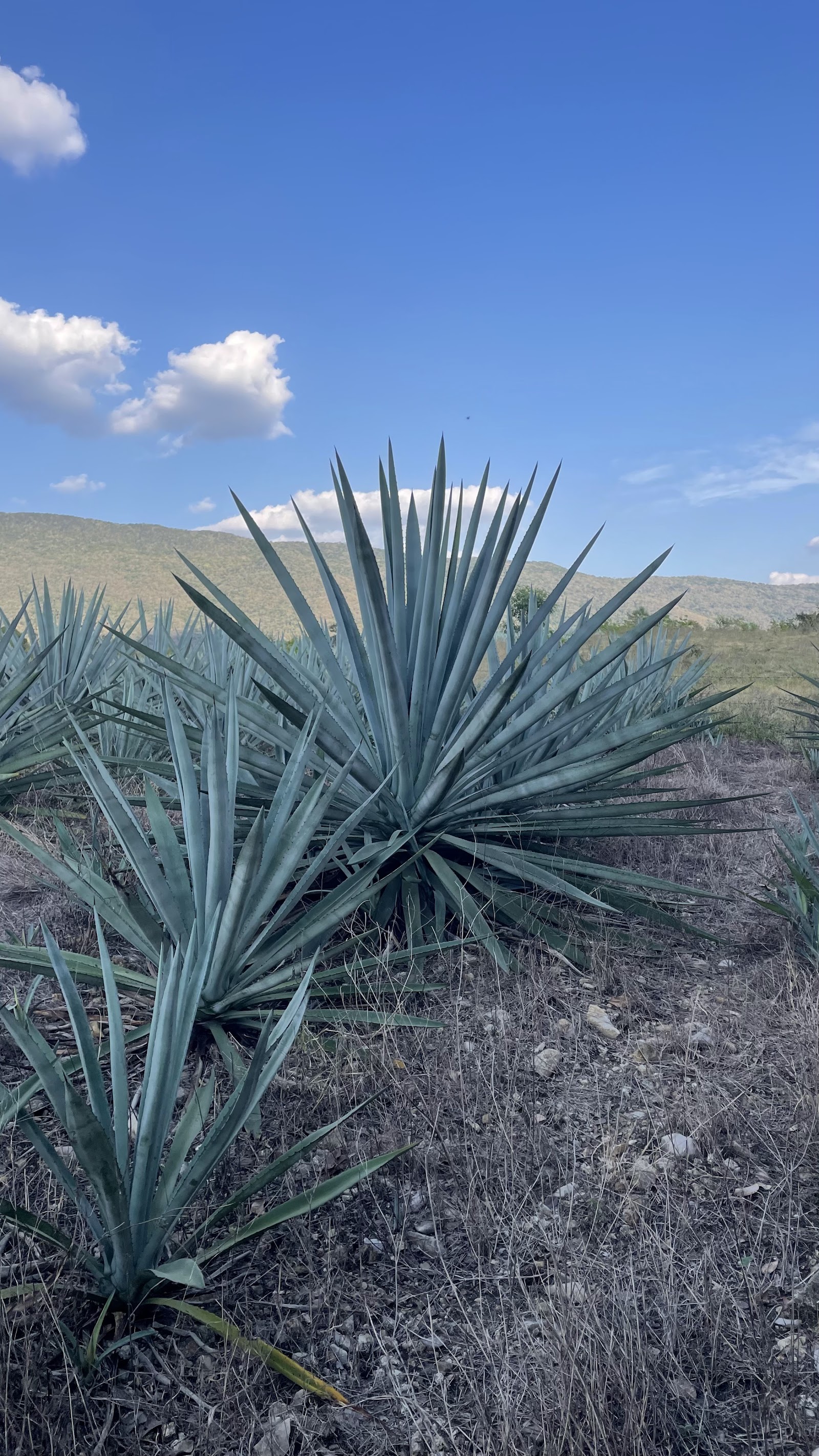 Agave espadín adulto en parcela de la Huasteca Potosina