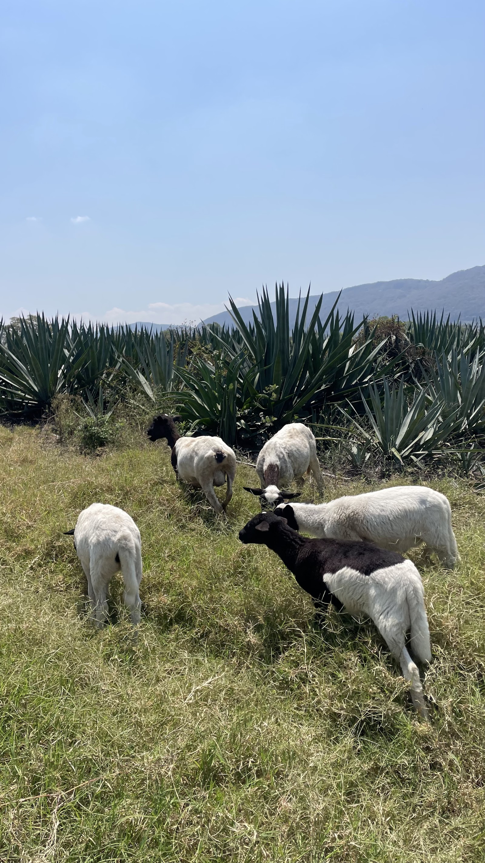 Plantación de agave espadín al atardecer