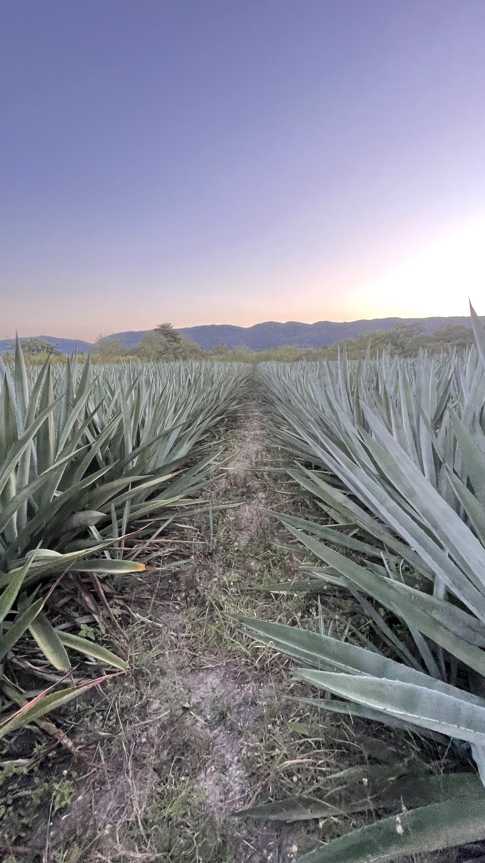 Plantación de agave espadín