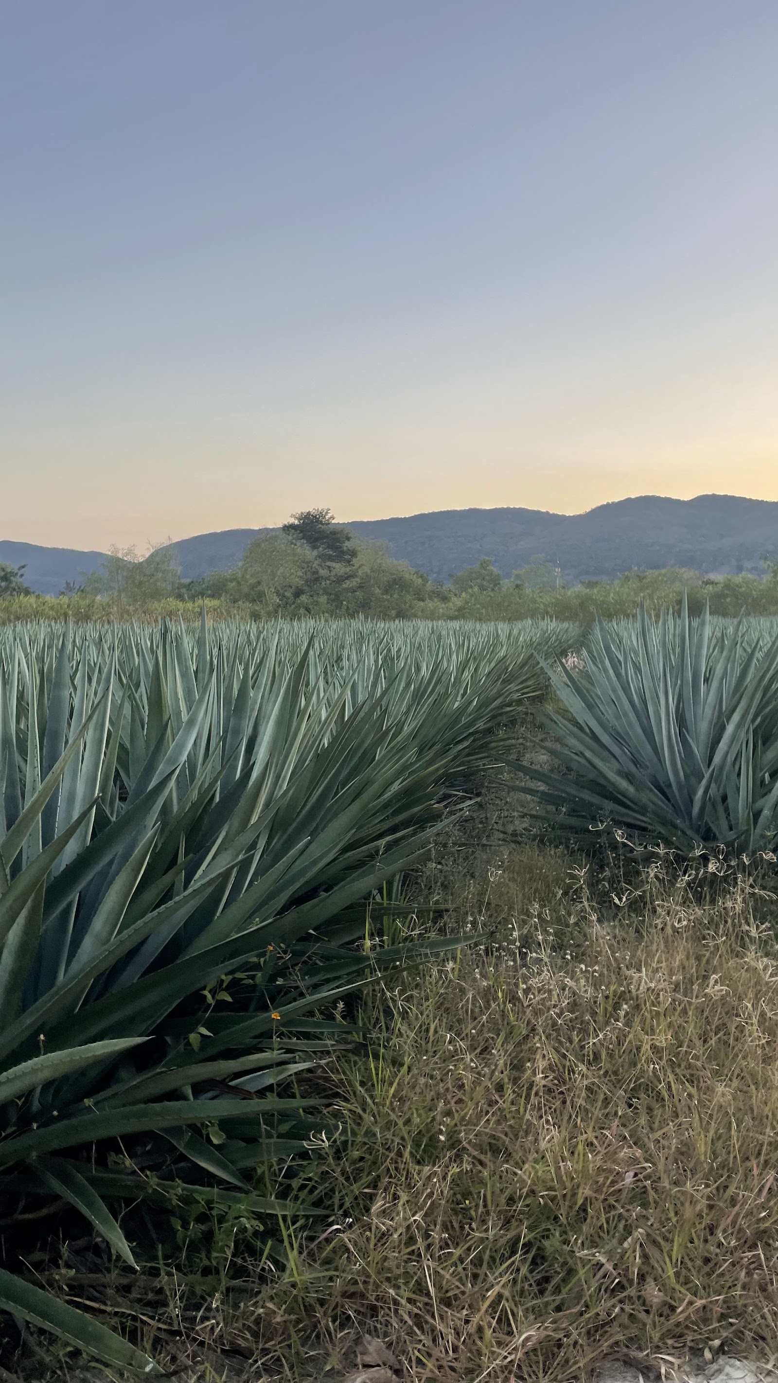 Silvopastoreo: borregos aprovechando residuos vegetales en la parcela