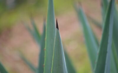 ¿Cuáles son las principales especies de agave utilizadas para el Mezcal?