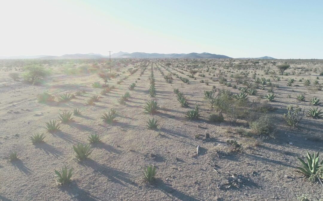 Variabilidad genética de los Agaves en la industria de Mezcal y Tequila.