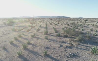 Variabilidad genética de los Agaves en la industria de Mezcal y Tequila.